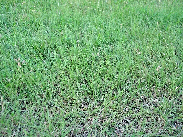 Buffalo Grass