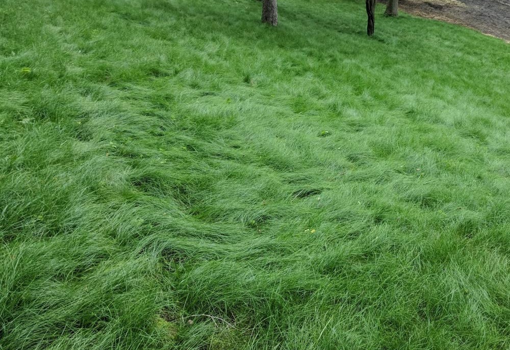 Fescue Grass