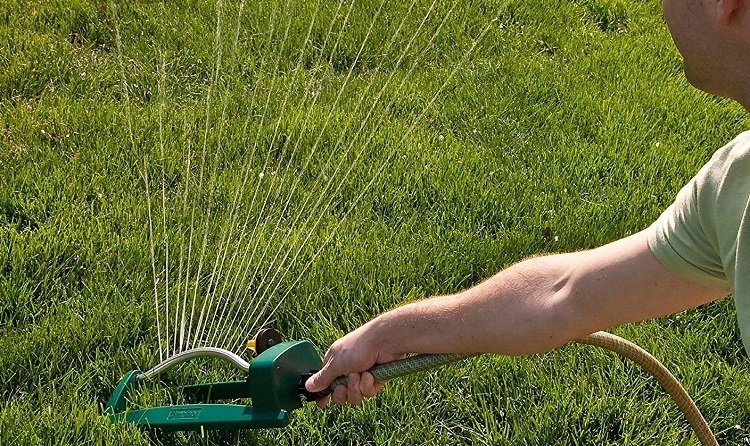 Fescue Grass