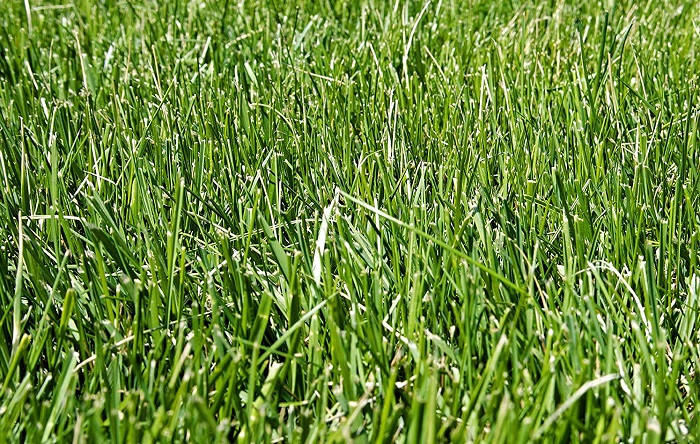 Pennington Tall Fescue Grass