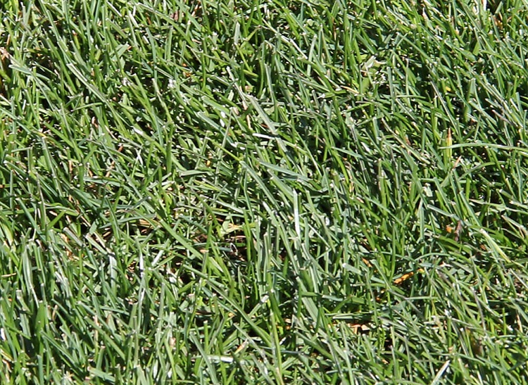 Perennial Ryegrass Seed