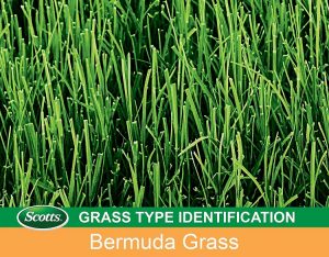 Scotts Turf Grass Bermuda Grass