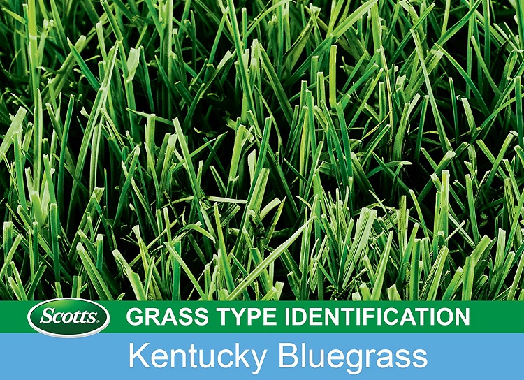 Scotts Turf Kentucky Bluegrass