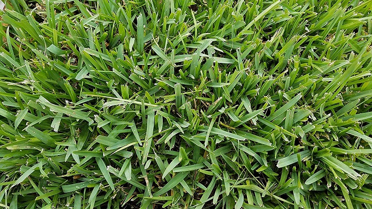 St. Augustin Grass