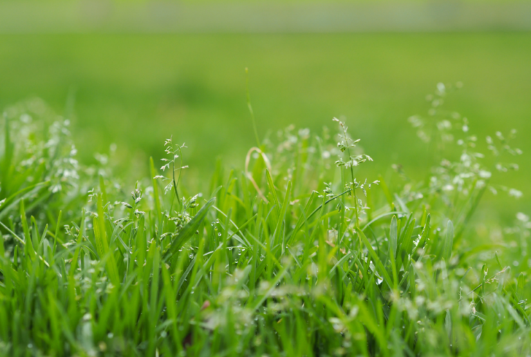 Best St Augustine Grass Seed Which Variety is Best For Your Lawn?