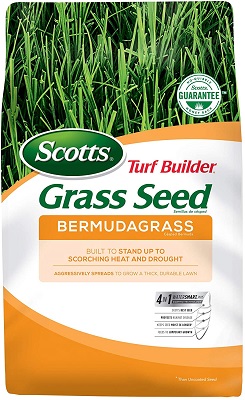 Bermuda Grass