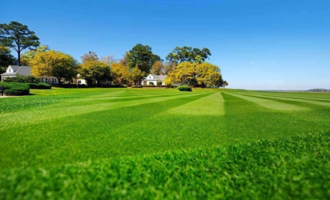 Bermuda Grass seed for nc