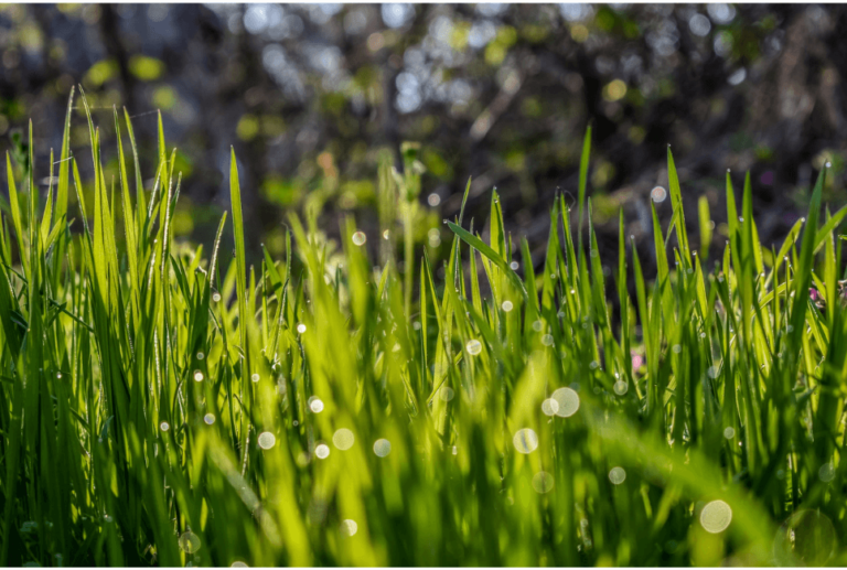 Best Grass Seed for NC Everything You Need to Know Turf&Till