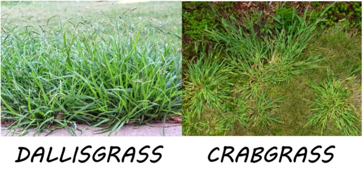 Dallisgrass vs Crabgrass