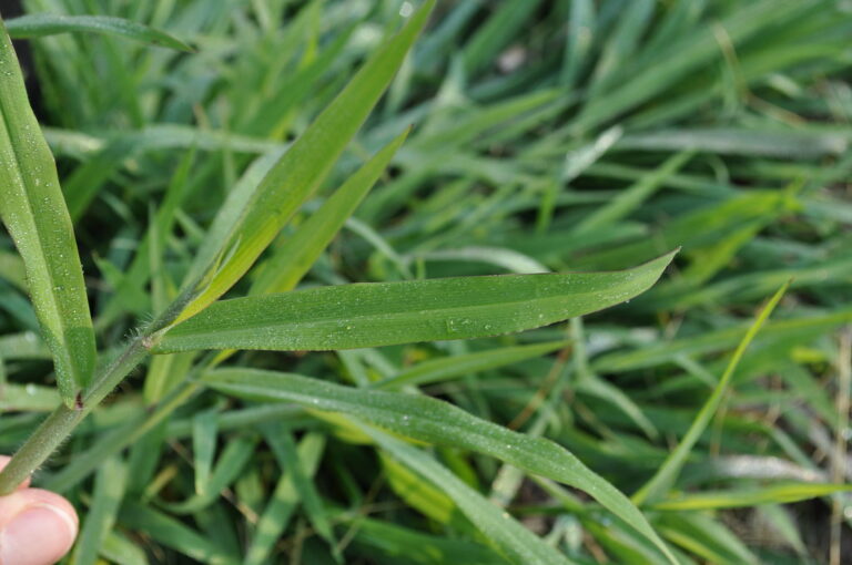 Dallisgrass