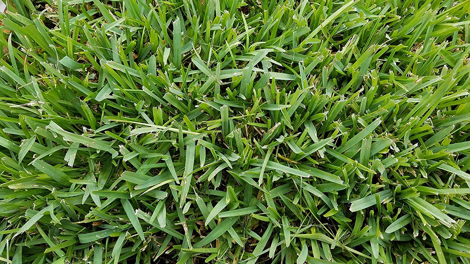 Gulf Kist 'Classic' St Augustine Grass Plugs