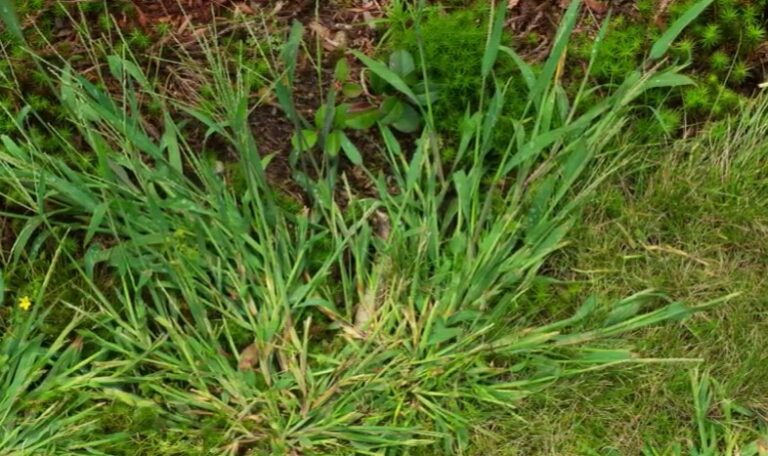 How To Manage Dallisgrass vs Crabgrass