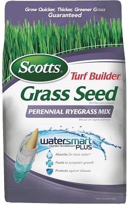 Perennial Ryegrass