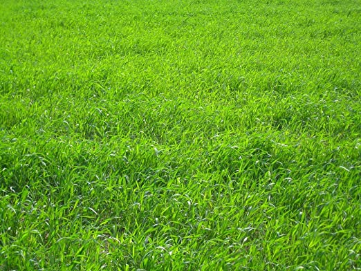 Perennial ryegrass