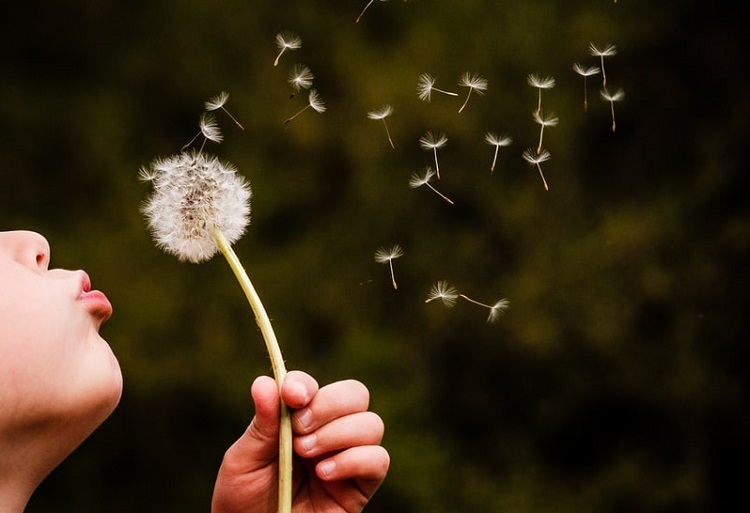 dandelions