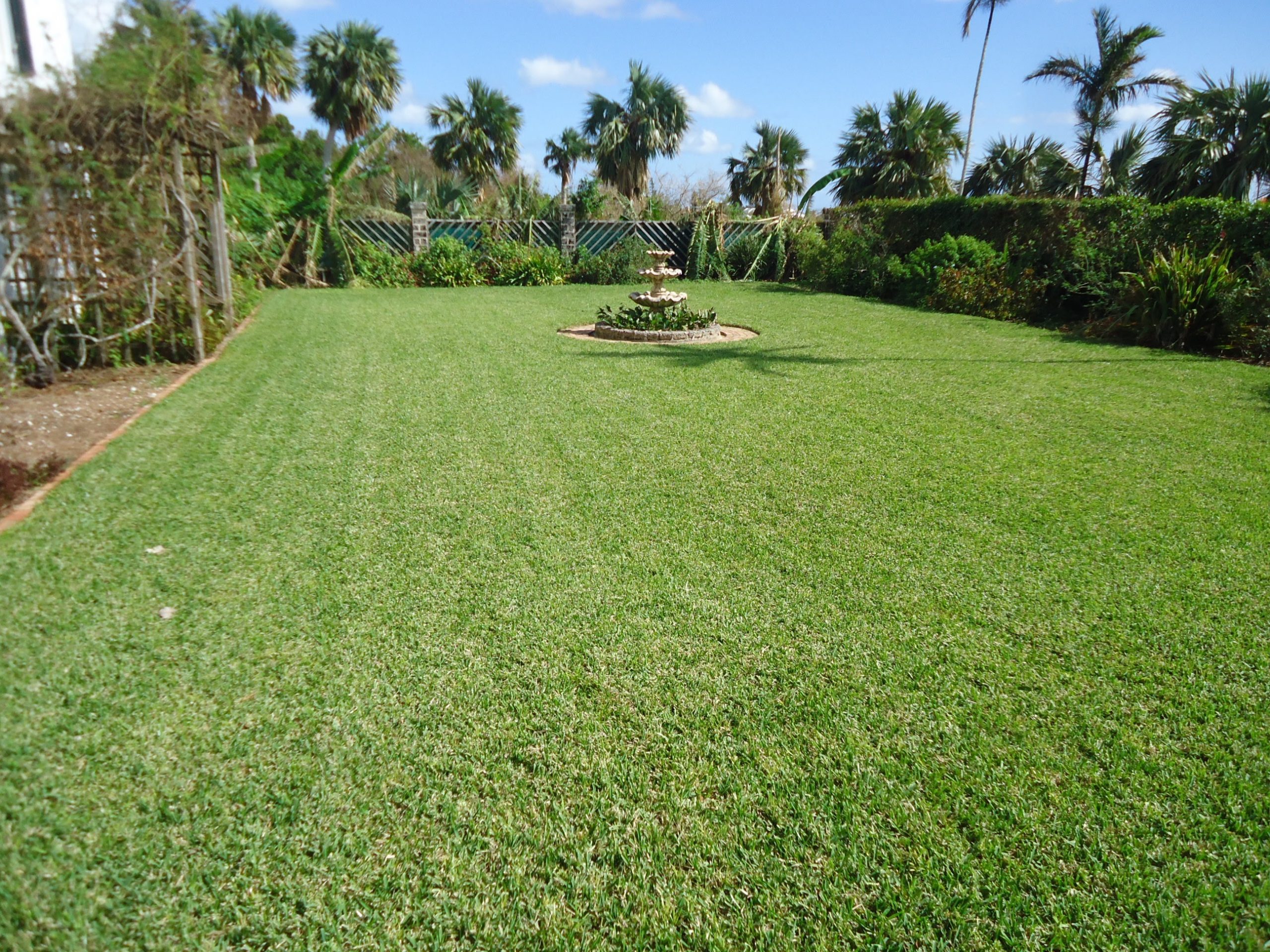 bermuda grass