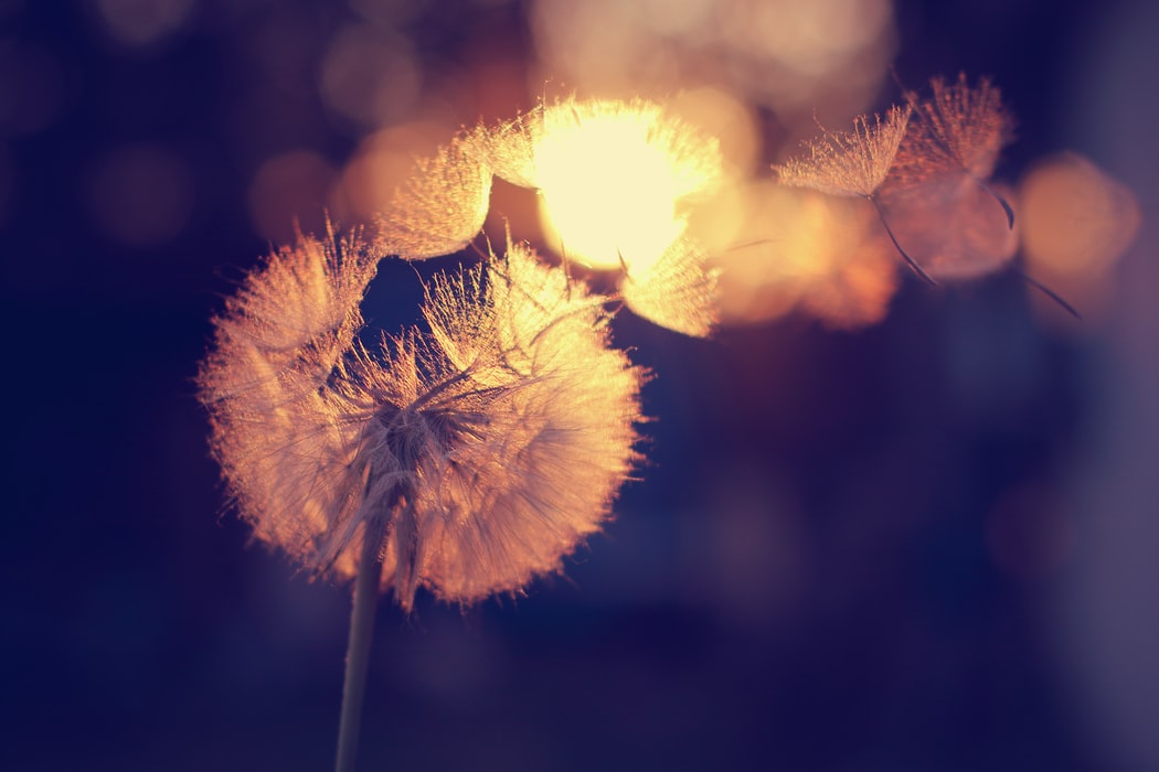 best time to spray dandelions