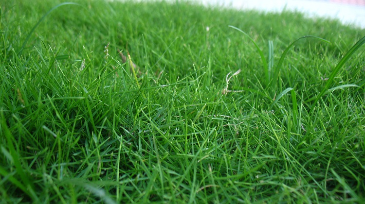 carpet grass