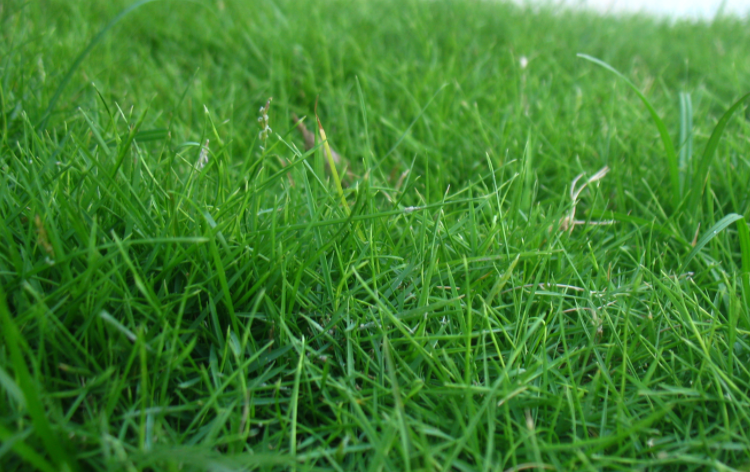 carpet grass