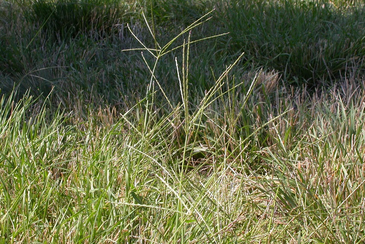 crabgrass