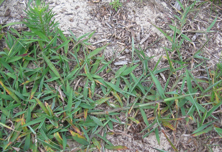 crabgrass