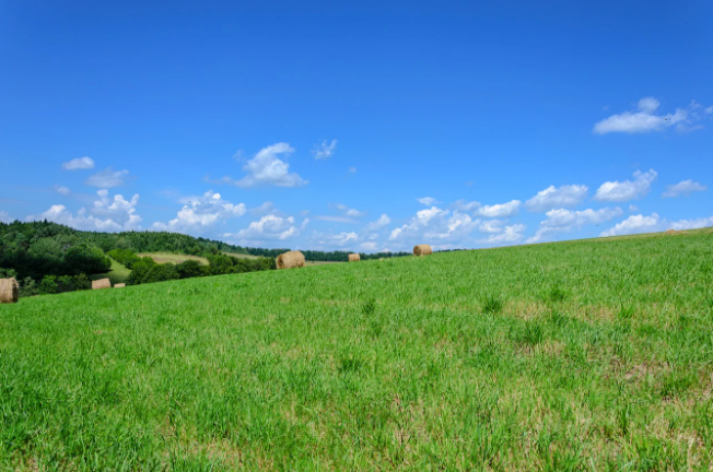 fresh grass lawn