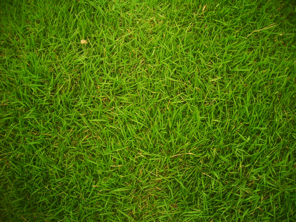 grass