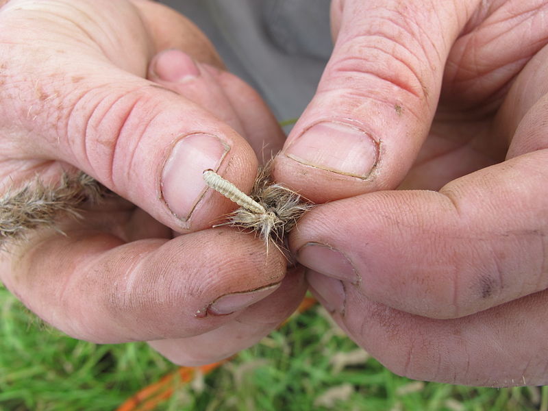 grass seed