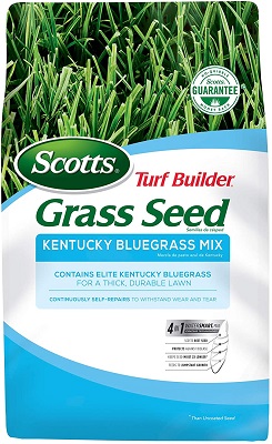 kentucky bluegrass mix