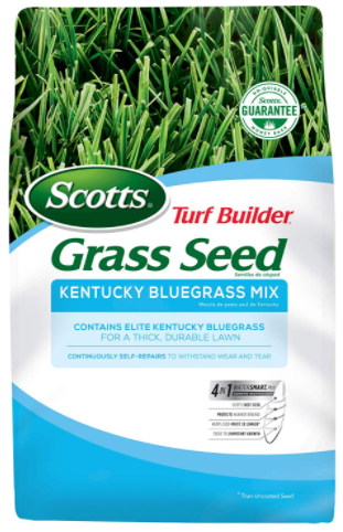 kentucky bluegrass mix