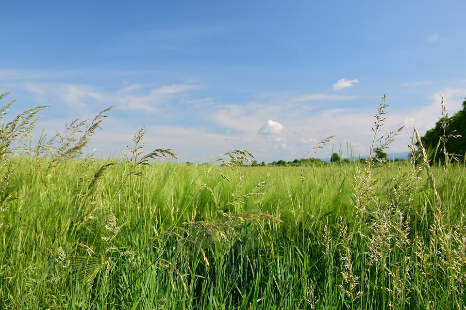 kentucky bluegrass