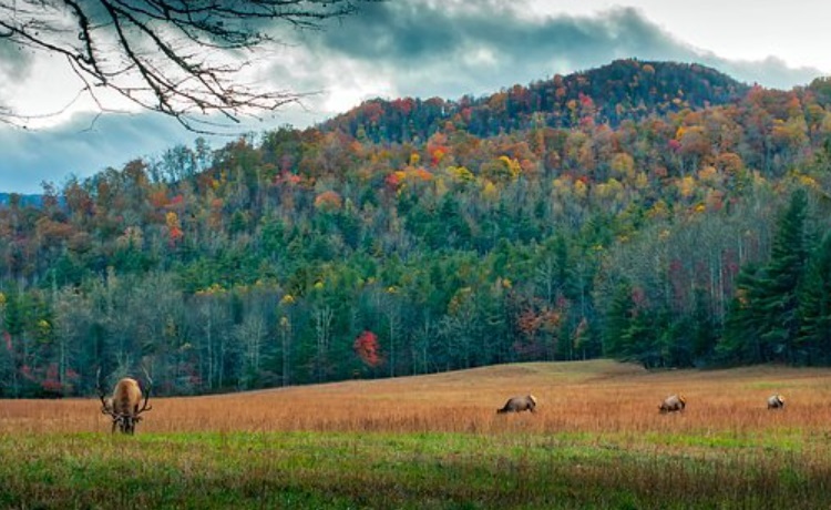 north carolina nature