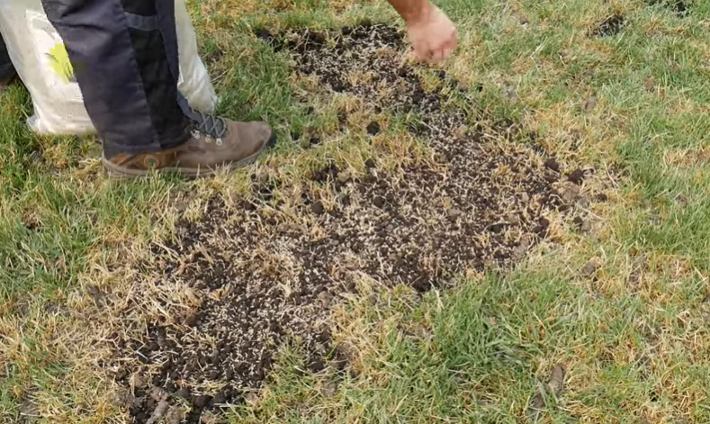 overseeding grass