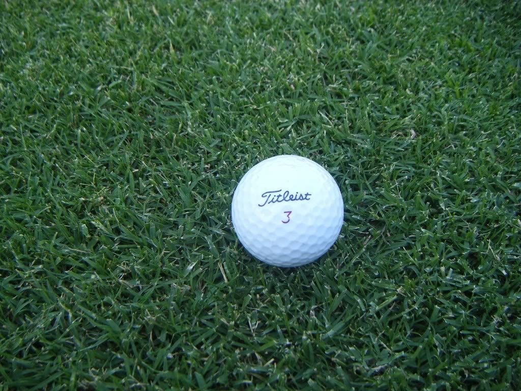 princess 77 bermuda grass