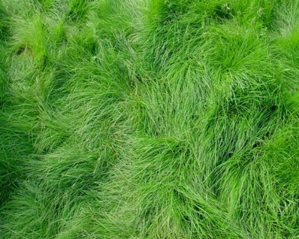 red fescue grass