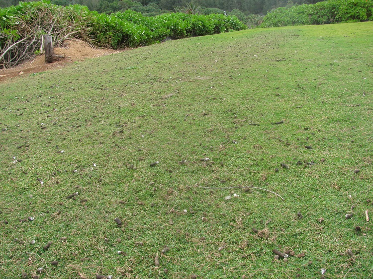 seashore paspalum