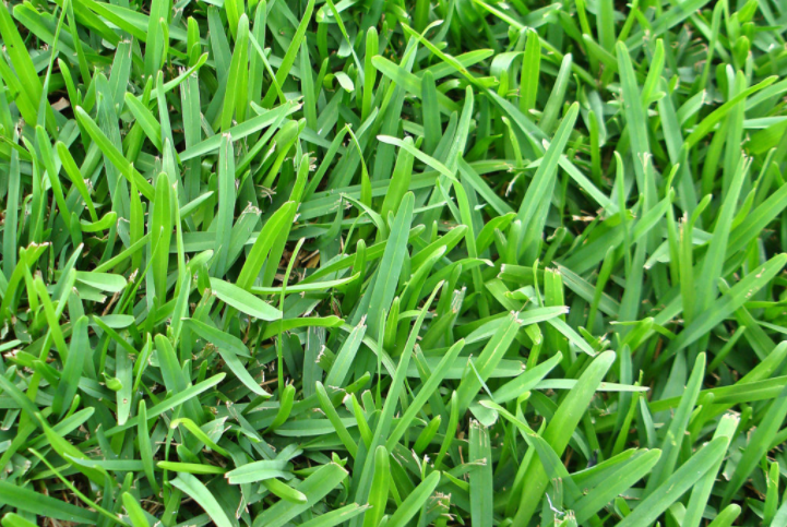 Best St Augustine Grass Seed Which Variety Is Best For Your Lawn