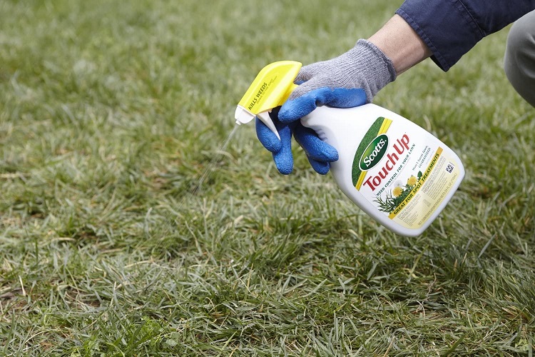 How to Spray Dandelions