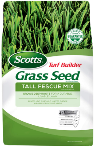 tall fescue grass