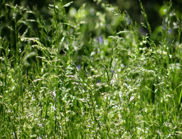 tall grass seeds