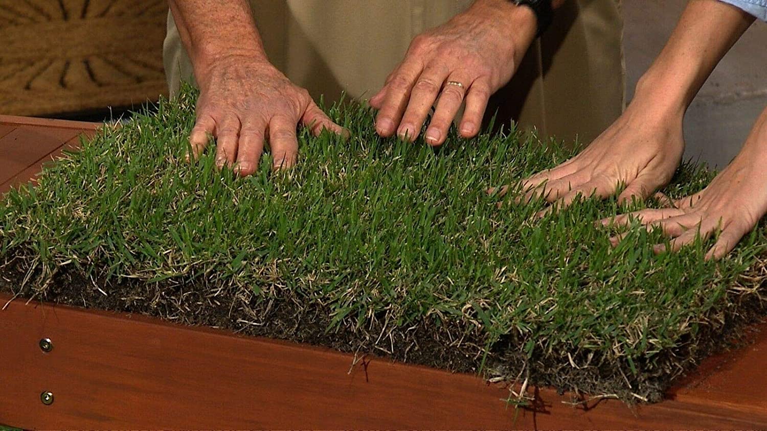 Zoysia vs Bermuda Grass: Which is The Best for Your Lawn?