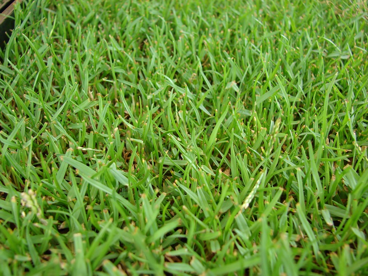 zoysia grass