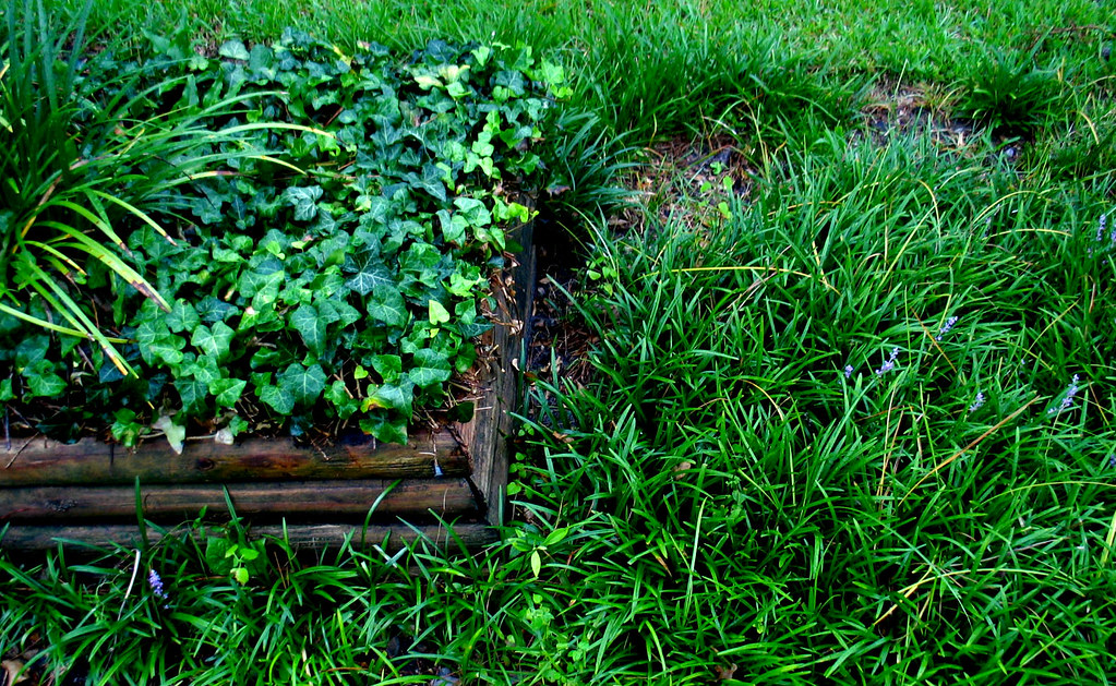 bermuda grass in planter