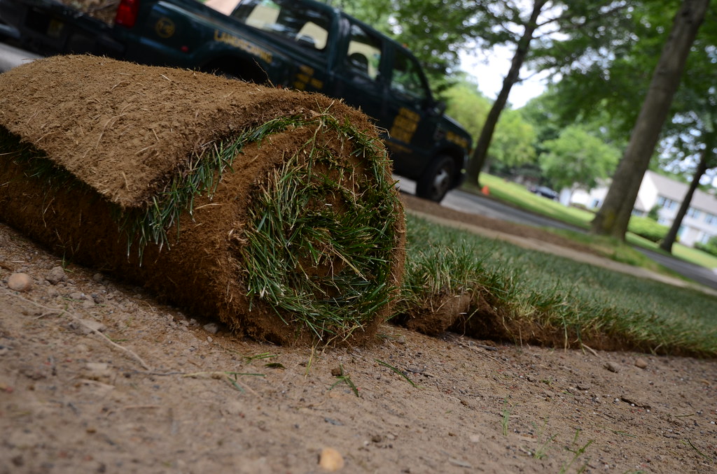 sod in lawn