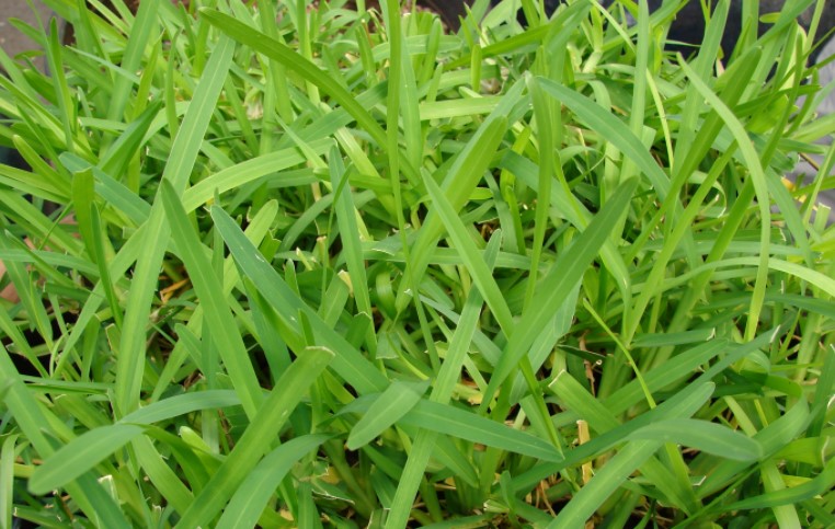 st. augustine grass