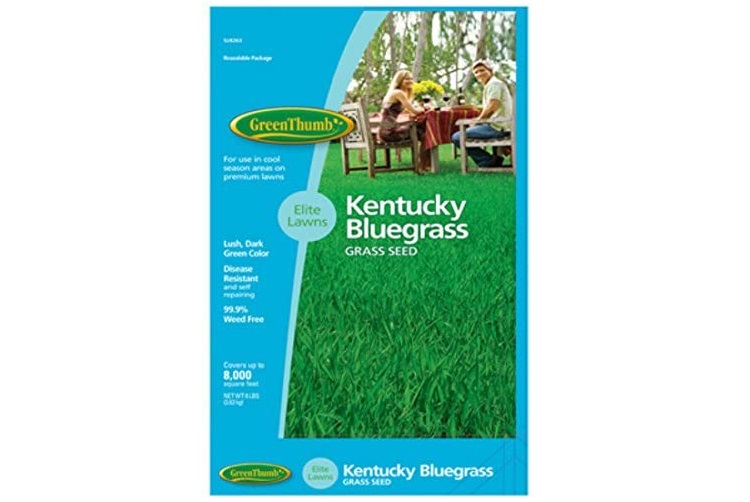 Barenbrug USA Green Thumb 528263 Kentucky Bluegrass Seed