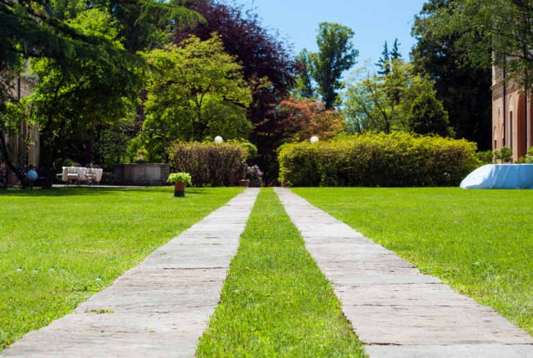 Best Grass Seed for Virginia Types & Brands Turf&Till