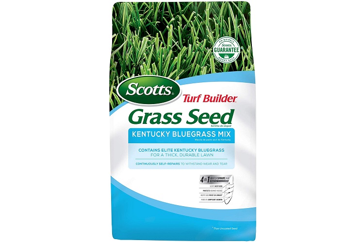 Scotts Turf Builder Grass Kentucky Bluegrass