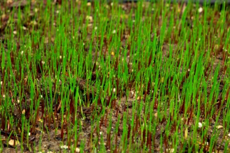 How to Plant Tall Fescue