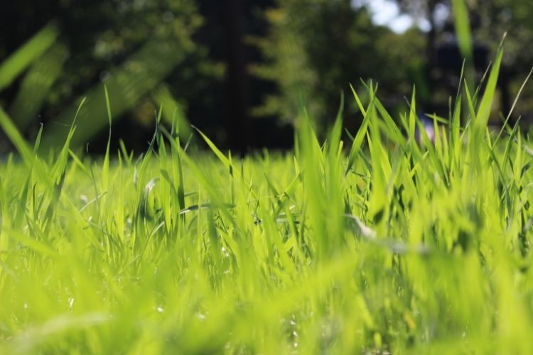 Tall Fescue Grass